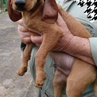 Cuccioli di Segugio