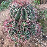 FEROCACTUS STAINESII (ACCESTITO)