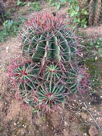 FEROCACTUS STAINESII (ACCESTITO)