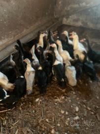 Anatre mute e derivati