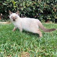 Gattina Siamese thai
