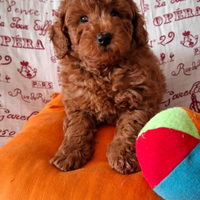 Barboncini Toy Red con PEDIGREE