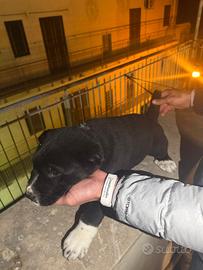 Cucciolo asia centrale