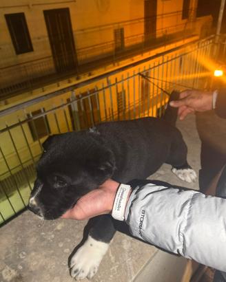 Cucciolo asia centrale