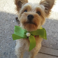 Cagnolino Maschio Yorkshire per accoppiamento