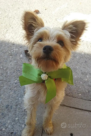Cagnolino Maschio Yorkshire per accoppiamento
