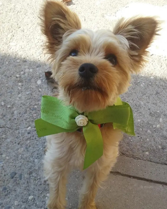 Cagnolino Maschio Yorkshire per accoppiamento