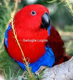 Pappagallo - Eclectus Roratus Polychloros