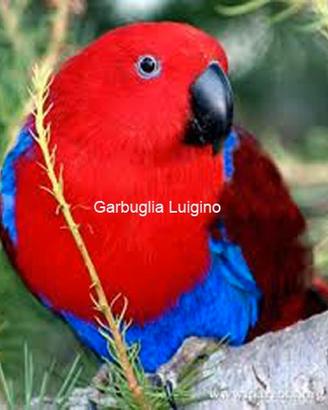 Pappagallo - Eclectus Roratus Polychloros
