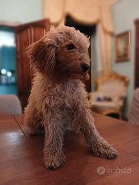 Cucciolo di Barboncino