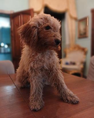 Cucciolo di Barboncino