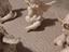 Immagine 3