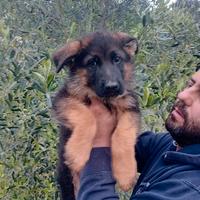 Cuccioli di pastore tedesco