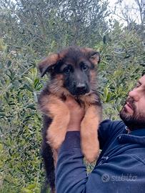 Cuccioli di pastore tedesco