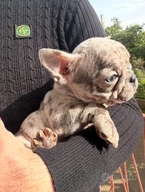 Bulldog francese maschio