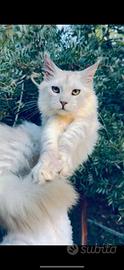 Maine Coon cucciolo