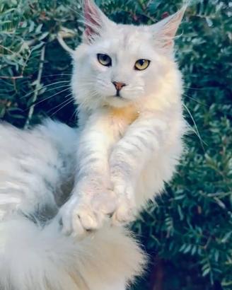 Maine Coon cucciolo