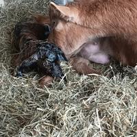 Splendido capretto camosciato delle alpi