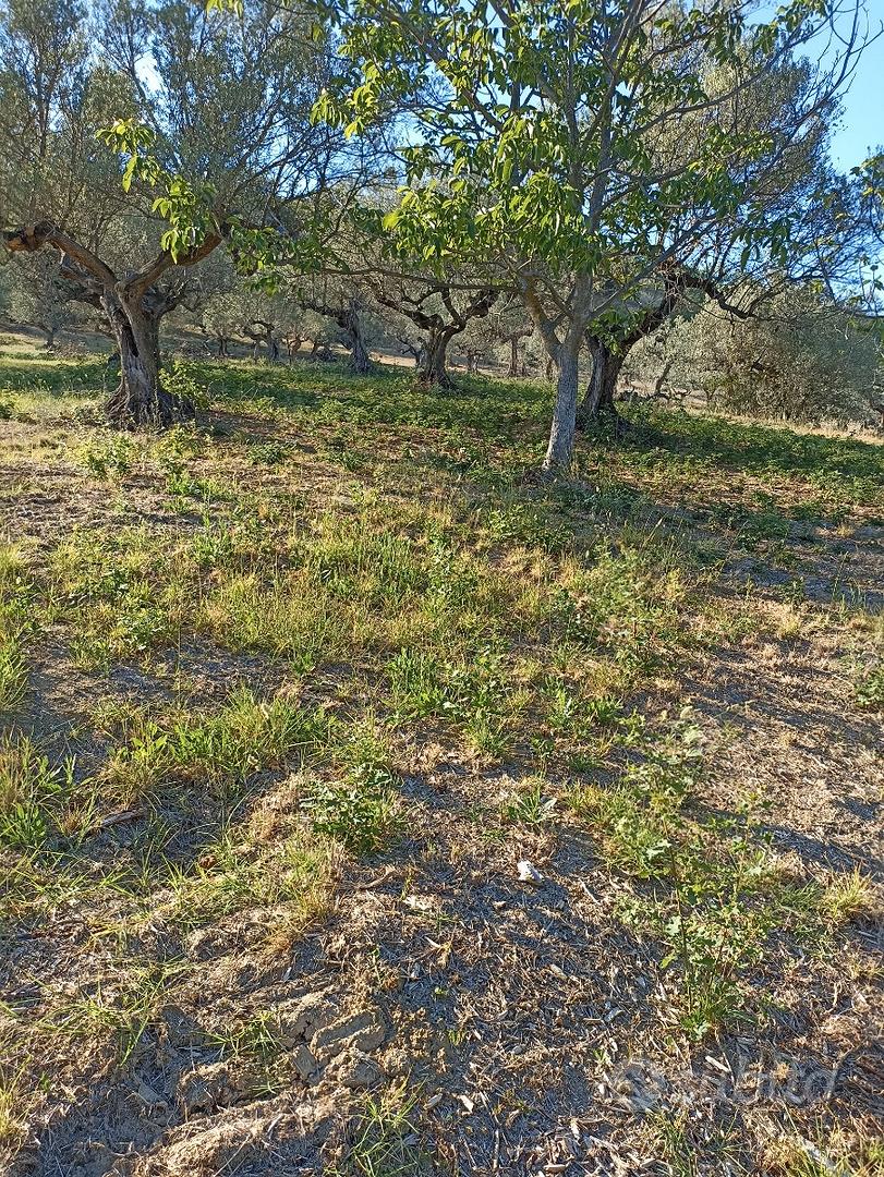 Terreno agricolo - Vista 2