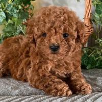 Barboncini Toy e nani femmine e maschi Red