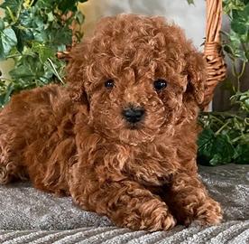 Barboncini Toy e nani femmine e maschi Red