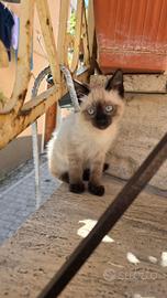 Gatto Siamese Occhi Azzurri