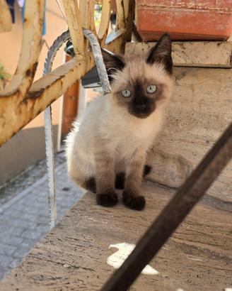 Gatto Siamese Occhi Azzurri
