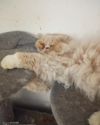 Gatto persiano