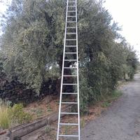 Scala Conica in allumio per raccolta olive mt.  5