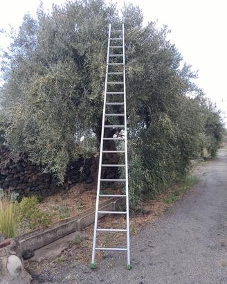 Scala Conica in allumio per raccolta olive mt.  5
