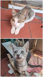2 gattine di 2 mesi