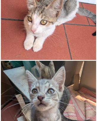2 gattine di 2 mesi