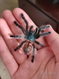 Tarantola Caribena versicolor migale
