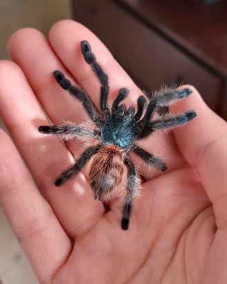 Tarantola Caribena versicolor migale