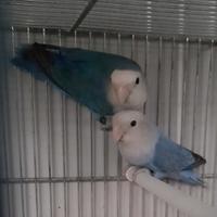 Pappagallini Inseparabili