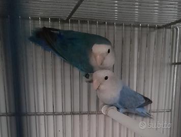 Pappagallini Inseparabili