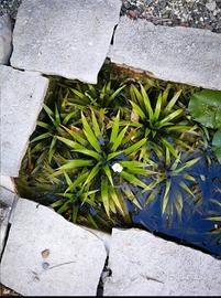 piante da laghetto 