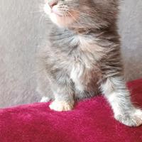 Cucciola Nefti Maine Coon
