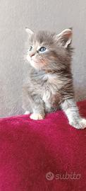 Cucciola Nefti Maine Coon