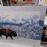 Quadro su tela Bison Winter-200x150cm