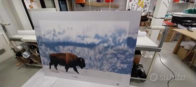 Quadro su tela Bison Winter-200x150cm