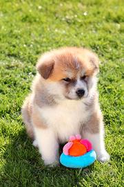 Akita inu