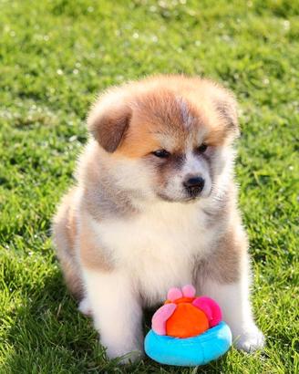 Akita inu