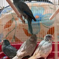 Pappagalli kakariki ALLEVATI A MANO