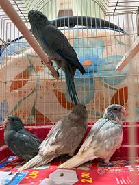 Pappagalli kakariki ALLEVATI A MANO