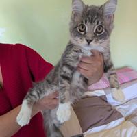 Femmina con pedigree