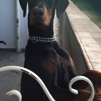 Dobermann per monte