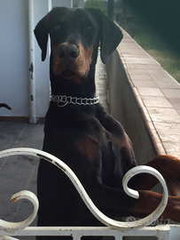 Dobermann per monte