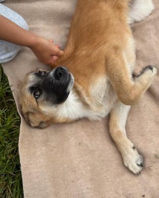 Cucciolo mix pastore tedesco