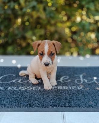 Cuccioli di jack Russell pedigree ENCI